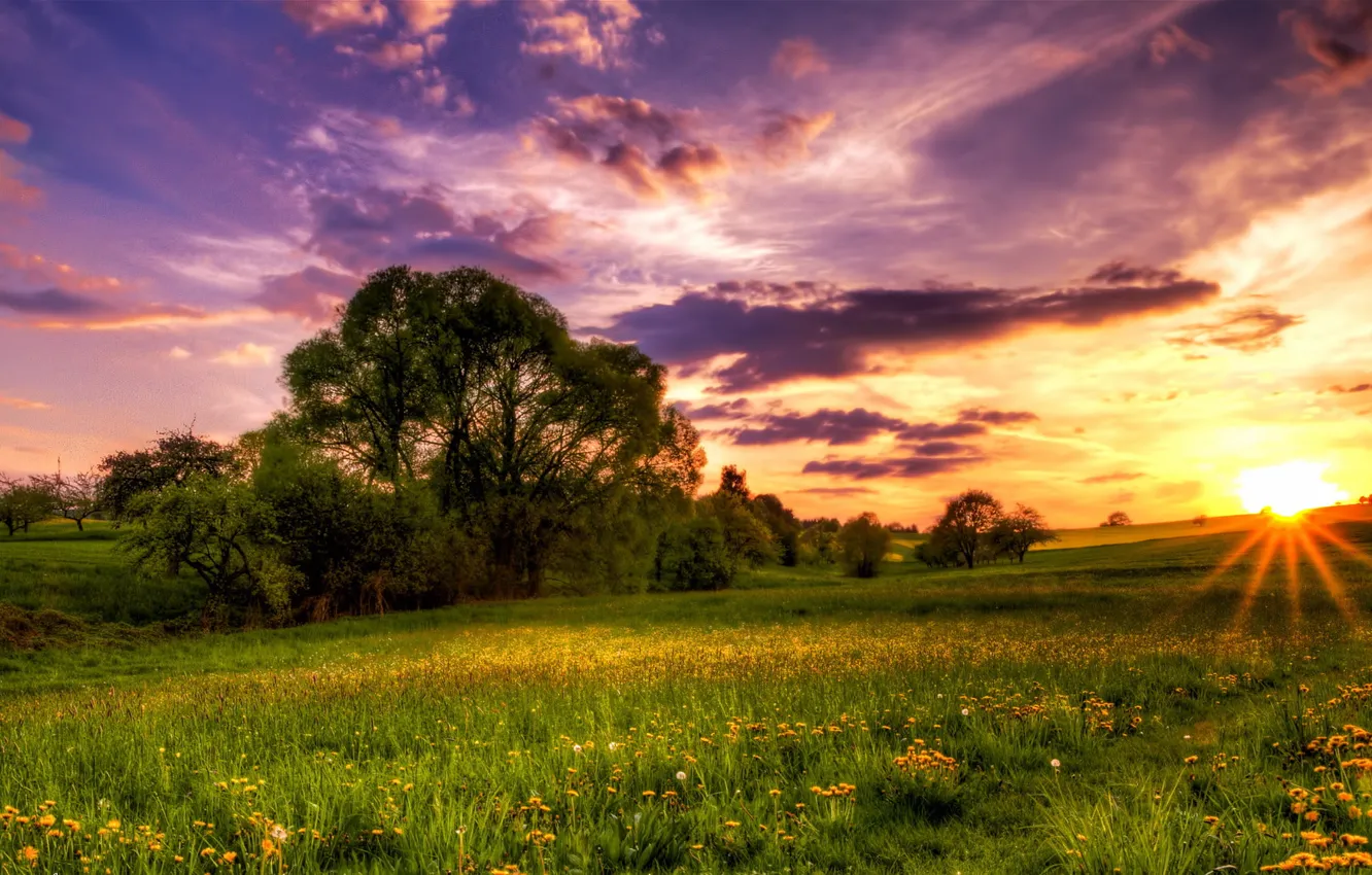 Photo wallpaper the sun, trees, sunset, the evening, meadow, dandelions