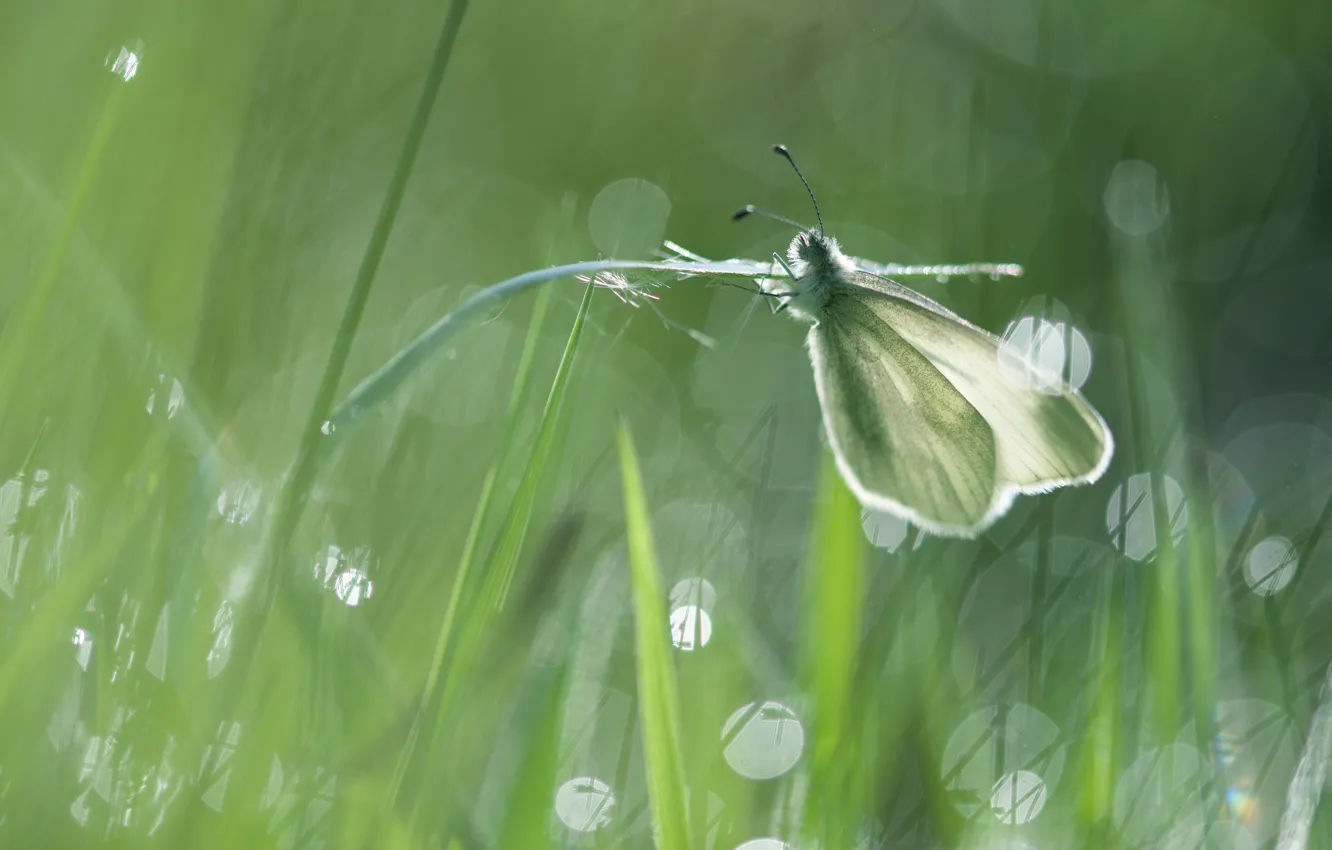 Photo wallpaper white, grass, macro, light, green, glare, background, butterfly