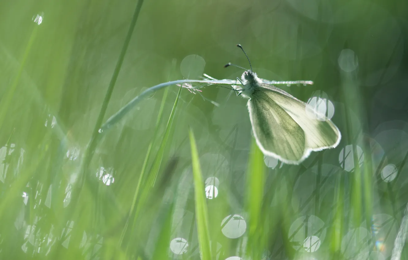 Photo wallpaper grass, macro, light, green, glare, background, butterfly, stem