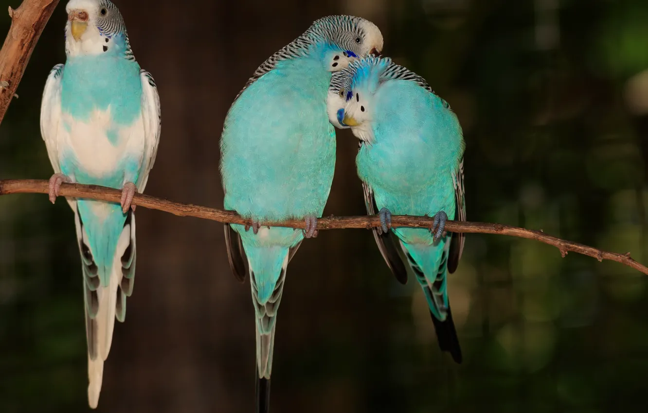 Photo wallpaper parrot, bird, wavy