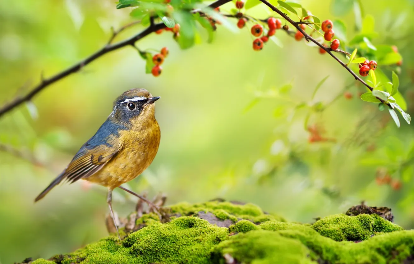 Photo wallpaper summer, branches, nature, berries, bird, moss, bilobrova Nightingale