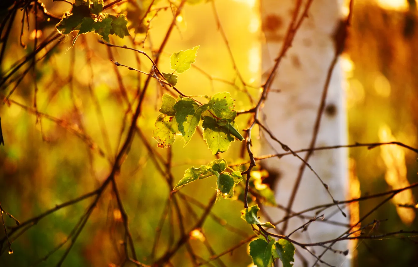 Photo wallpaper leaves, light, nature, tree, branch, birch, bokeh