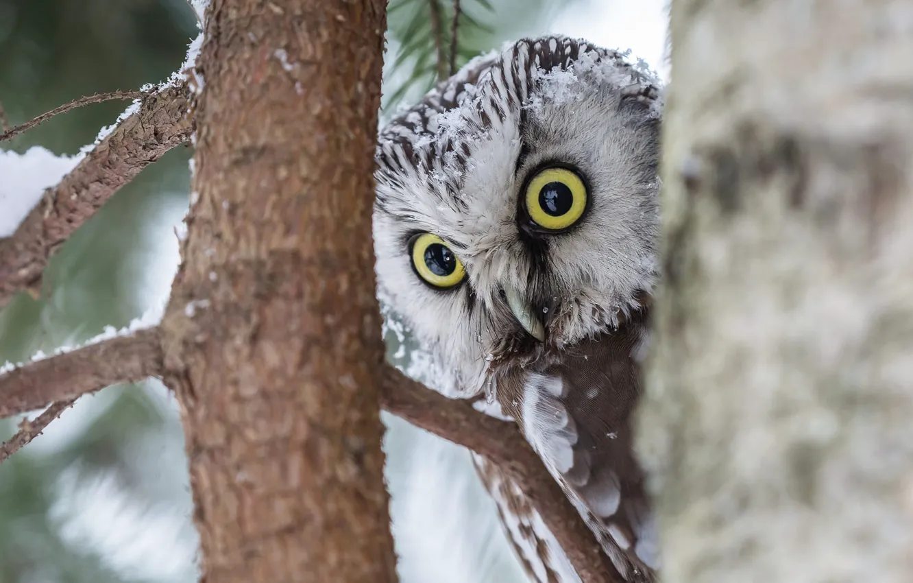 Photo wallpaper winter, look, snow, trees, branches, nature, owl, bird