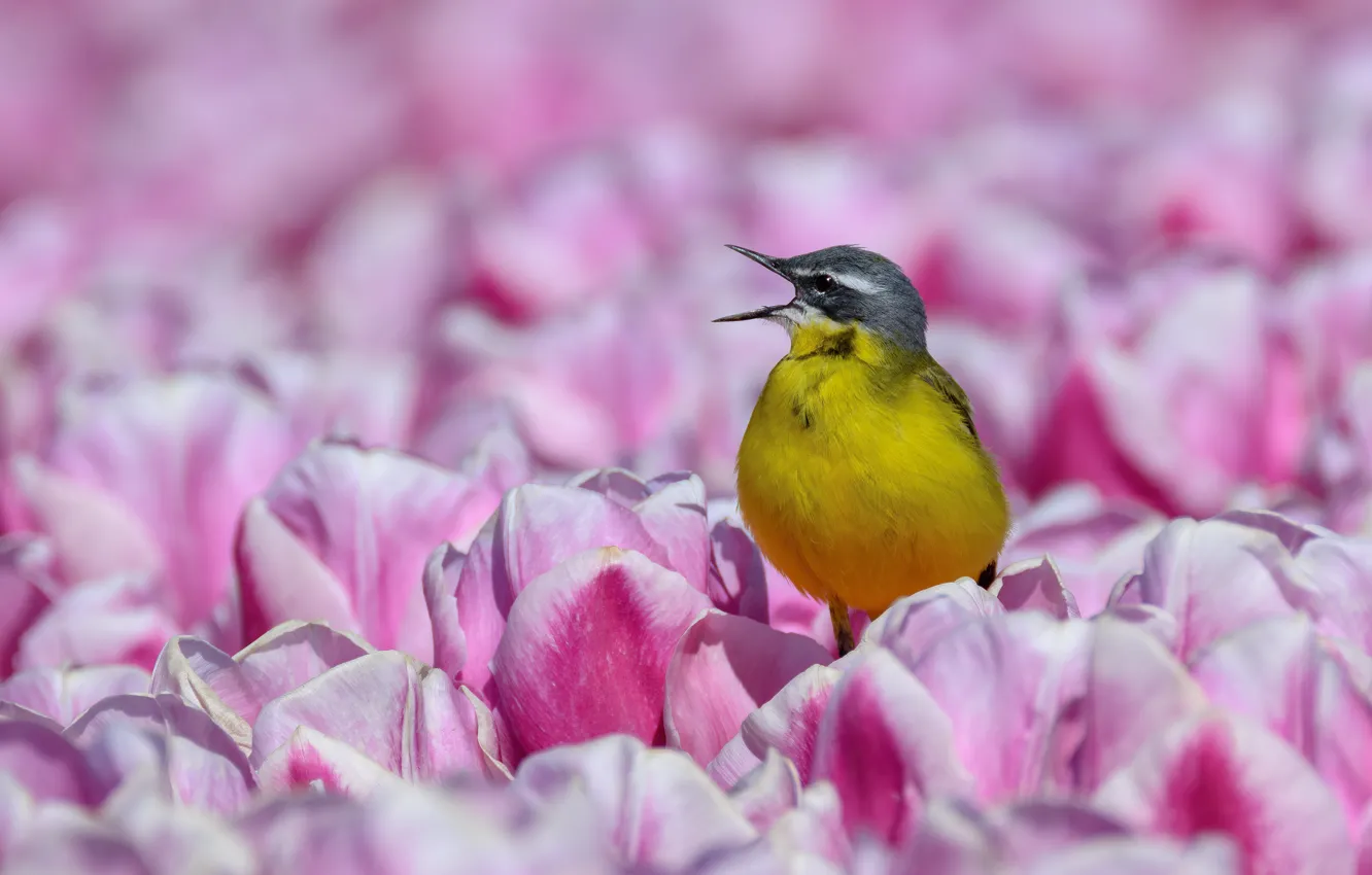 Photo wallpaper flowers, bird, spring, tulips, pink, buds, flowerbed, yellow Wagtail