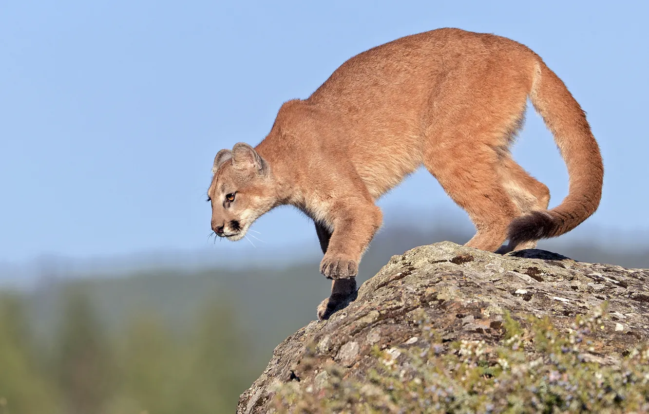 Photo wallpaper the sky, rocks, Puma, young, readiness, gary samples рhotography