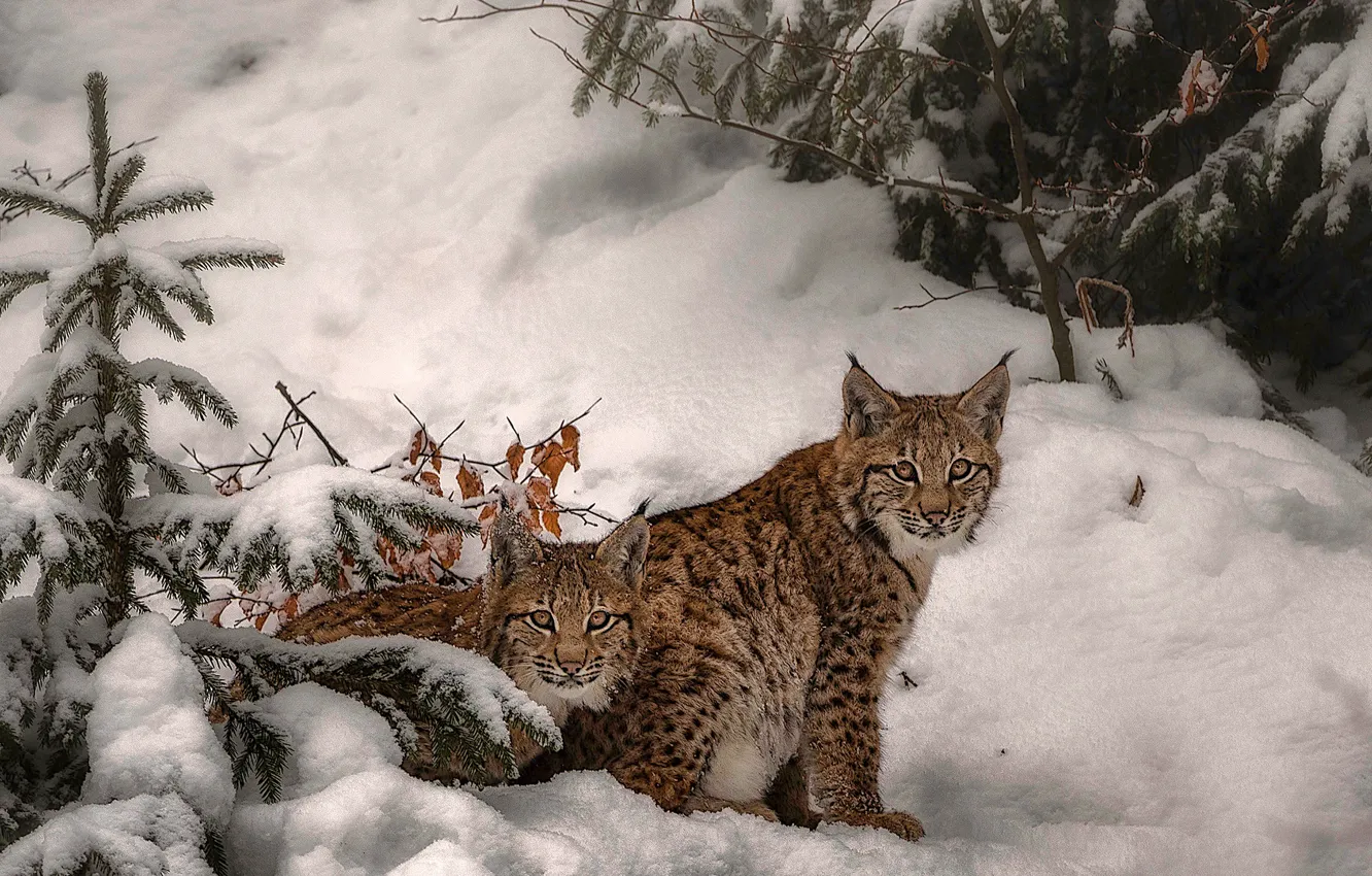 Photo wallpaper winter, look, leaves, snow, branches, nature, pose, two