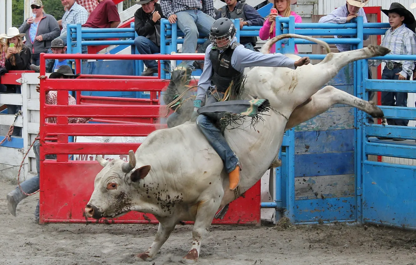Photo wallpaper sport, bull, Small town rodeo