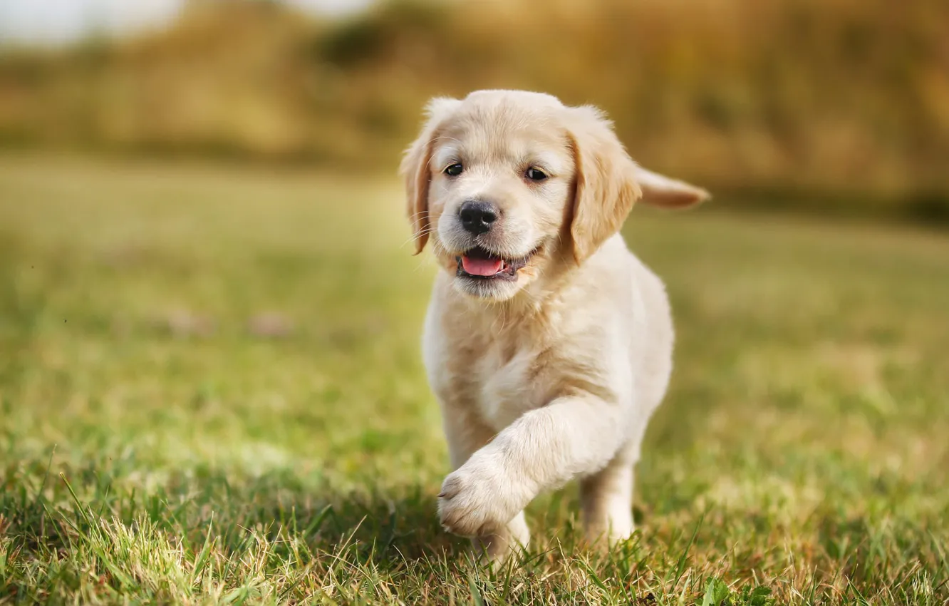 Photo wallpaper summer, grass, joy, background, glade, dog, baby, running