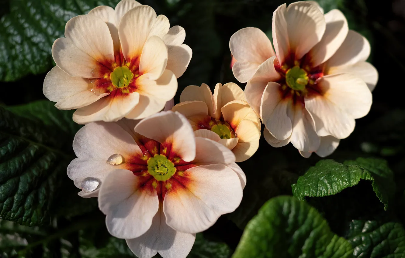 Photo wallpaper leaves, drops, macro, light, flowers, orange, spring, cream
