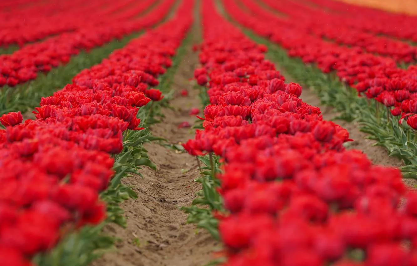 Photo wallpaper field, flowers, red, spring, tulips, a number, blur, path