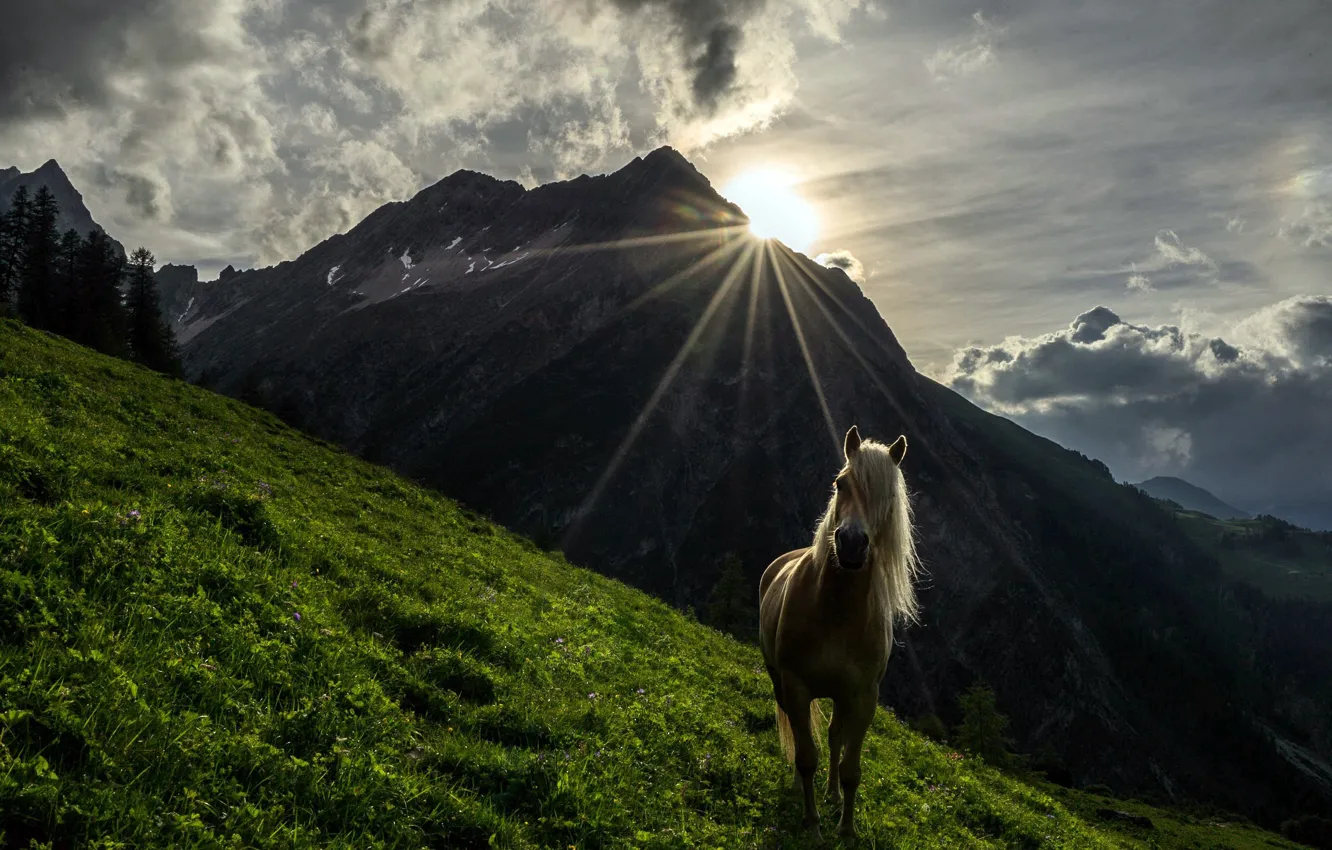 Photo wallpaper mountains, horse, morning