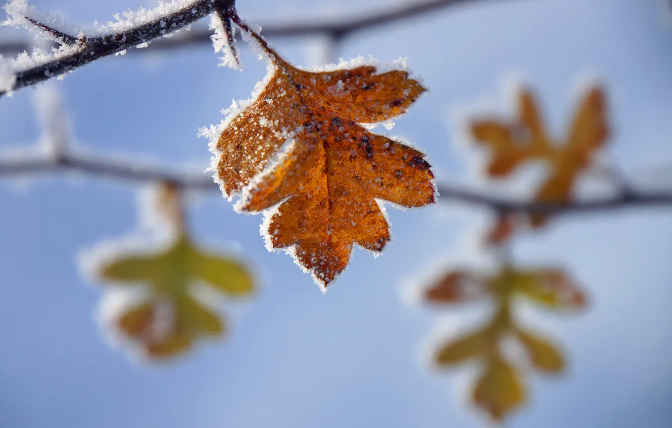 Photo wallpaper frost, leaves, branches, yellow, autumn, freezing