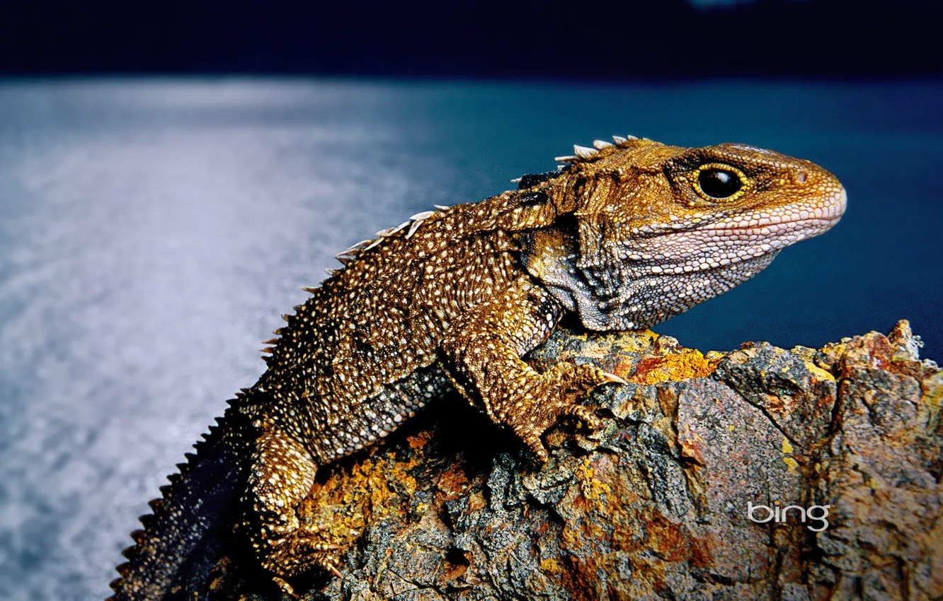 Photo wallpaper sea, stones, rocks, lizard