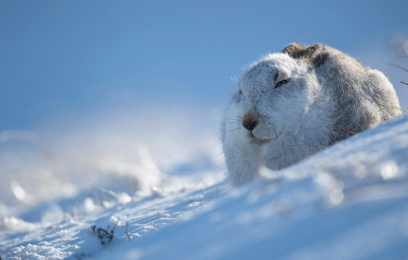 Photo wallpaper winter, face, snow, hare, Bunny