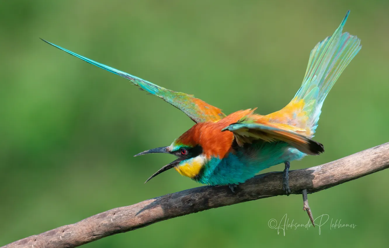 Photo wallpaper bird, European bee-eater, Alexander Plekhanov