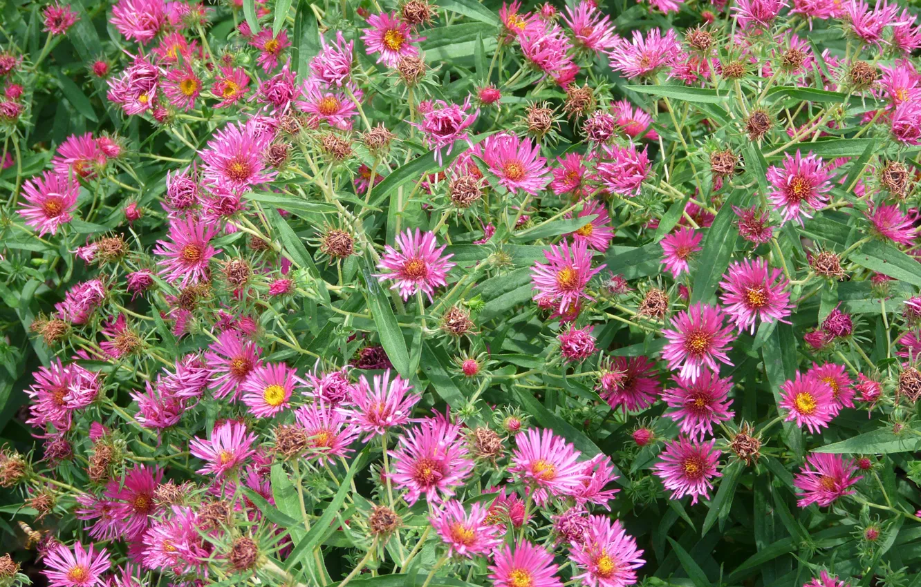 Photo wallpaper photo, Flowers, Pink, A lot, Asters