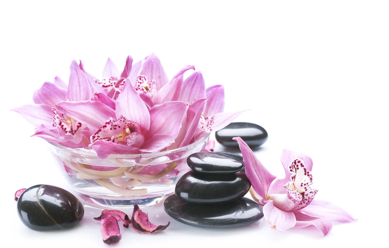 Photo wallpaper petals, bowl, Orchid, orchid, petals, bowl, Spa stones, Spa stones