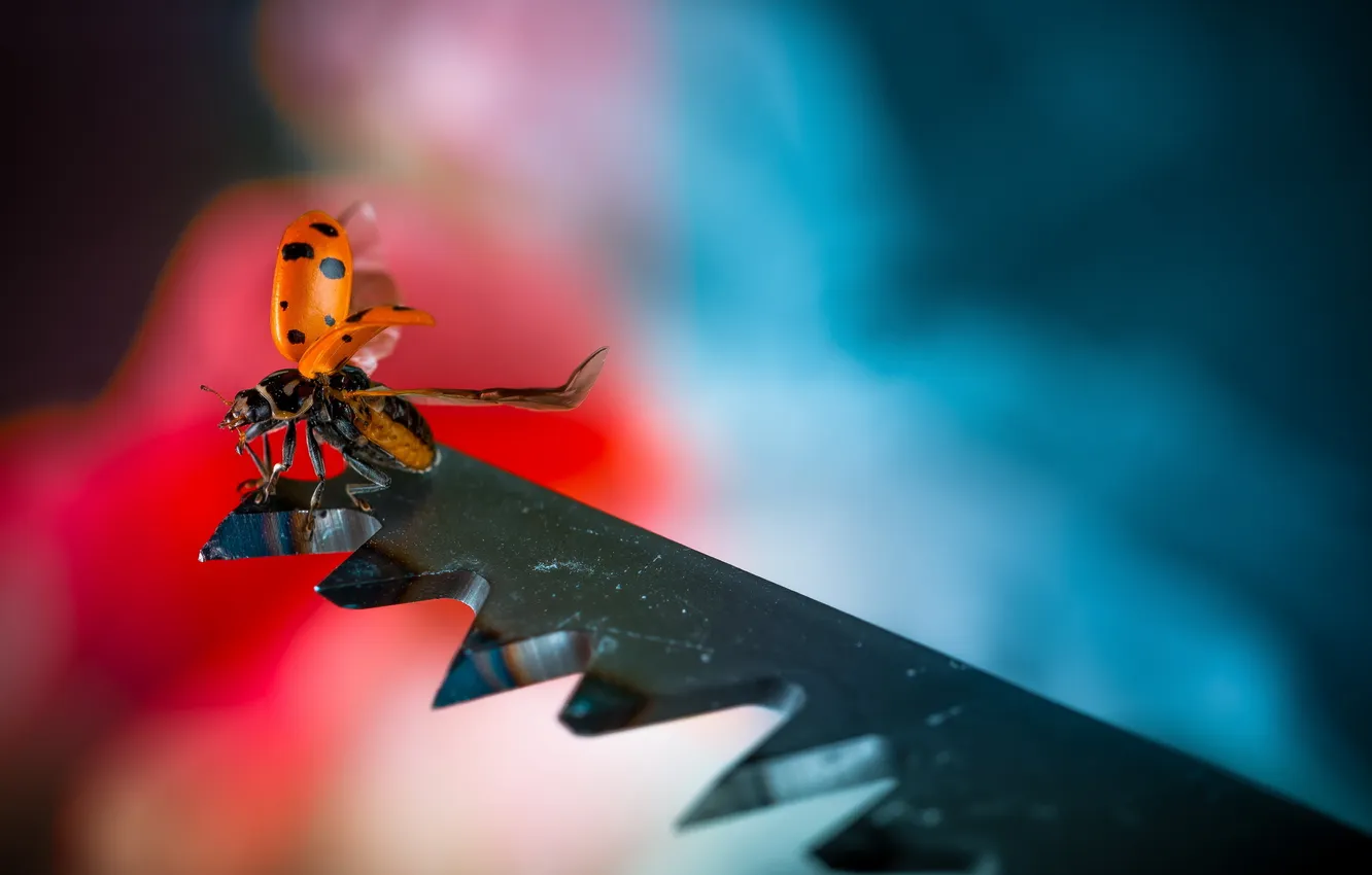 Photo wallpaper macro, ladybug, saw