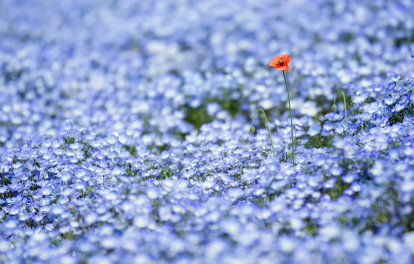 Photo wallpaper field, flowers, nature