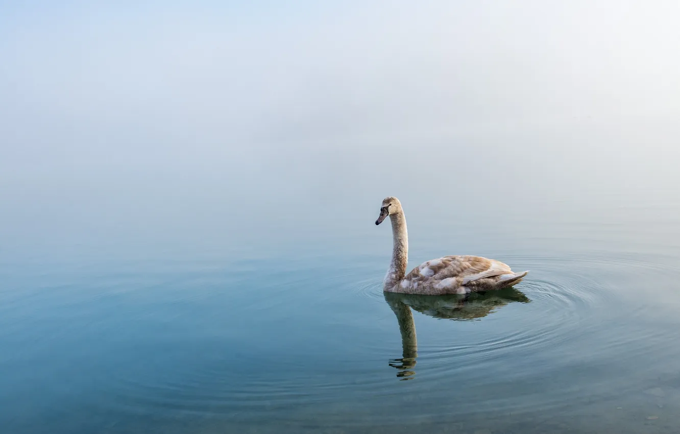Photo wallpaper lake, reflection, swans, wildlife