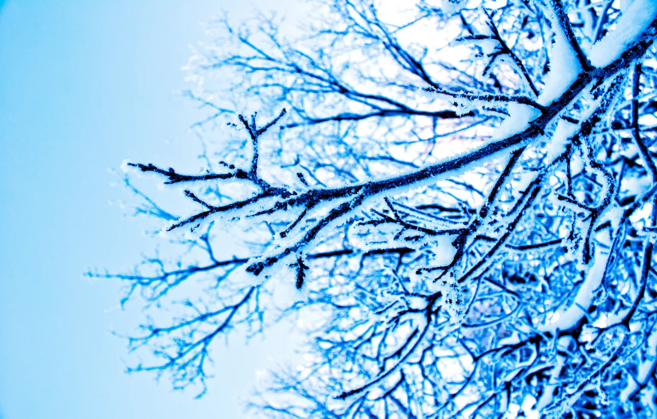 Photo wallpaper winter, snow, branches, nature