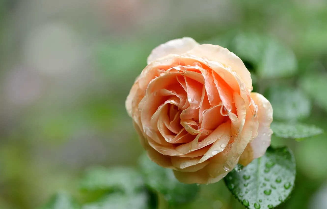 Photo wallpaper drops, macro, roses, buds