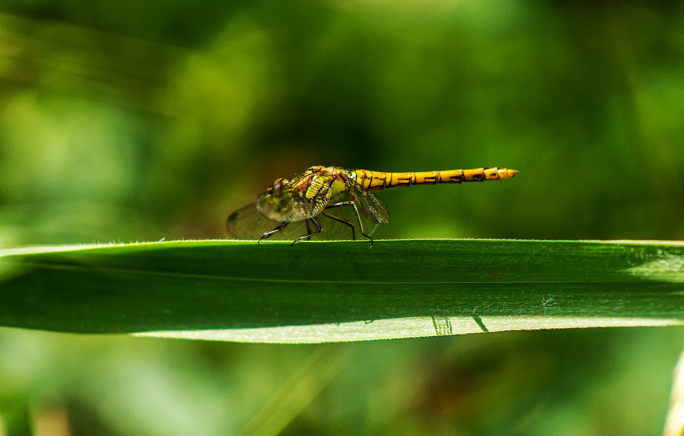 Photo wallpaper dragonfly, a blade of grass, bokeh