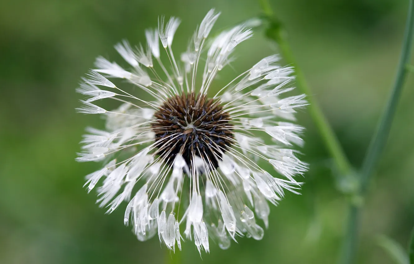 Photo wallpaper water, drops, green, background, dandelion