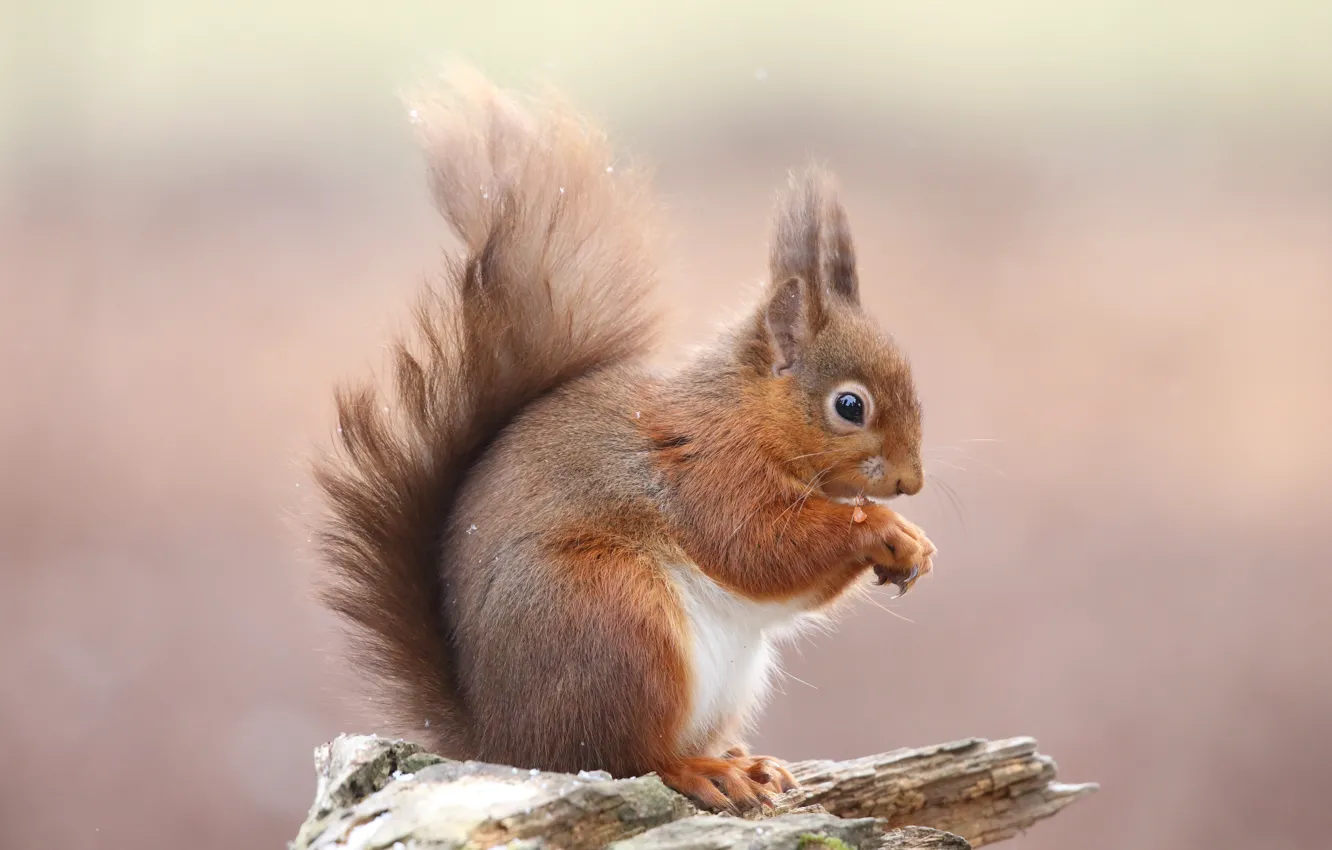 Photo wallpaper background, stump, protein, sitting