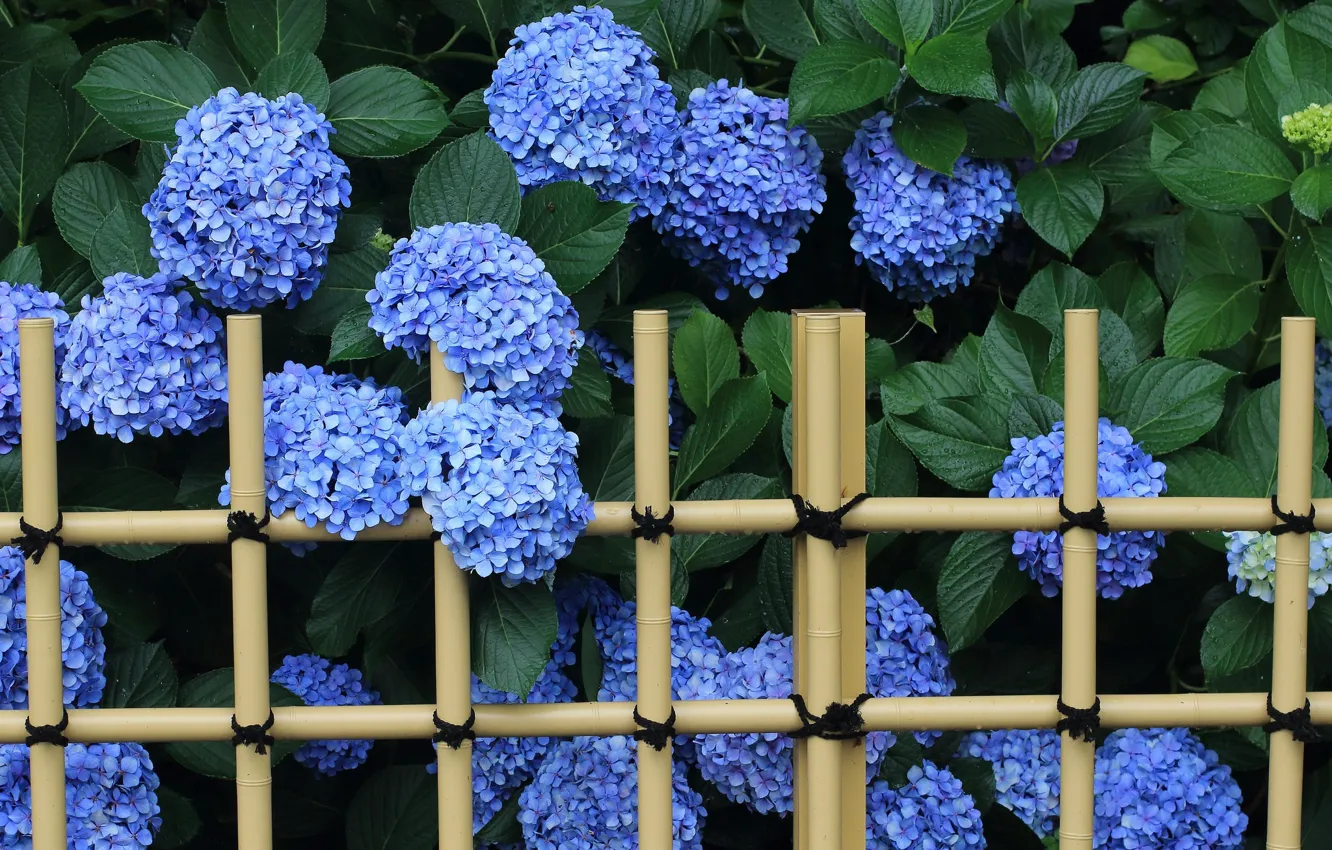 Photo wallpaper blue, the fence, hydrangea
