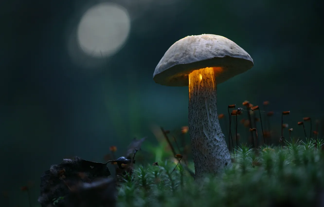 Photo wallpaper greens, grass, macro, twilight, Mushroom, light, magically