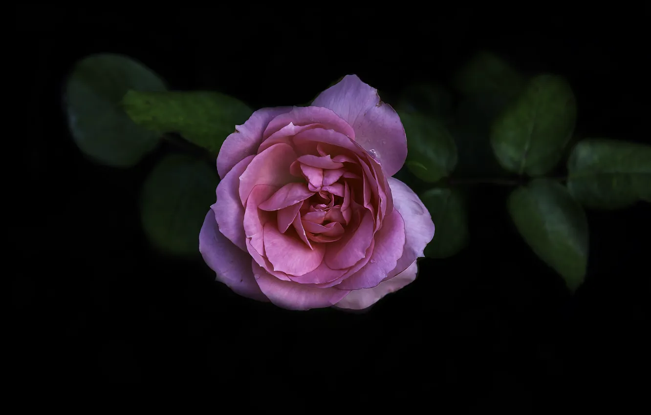 Photo wallpaper flower, background, rose, Bush, Bud