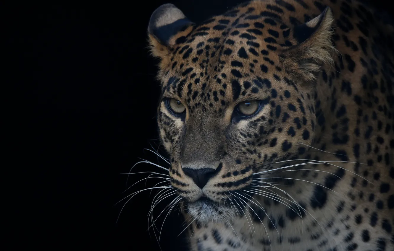 Photo wallpaper eyes, face, portrait, predator, leopard, handsome