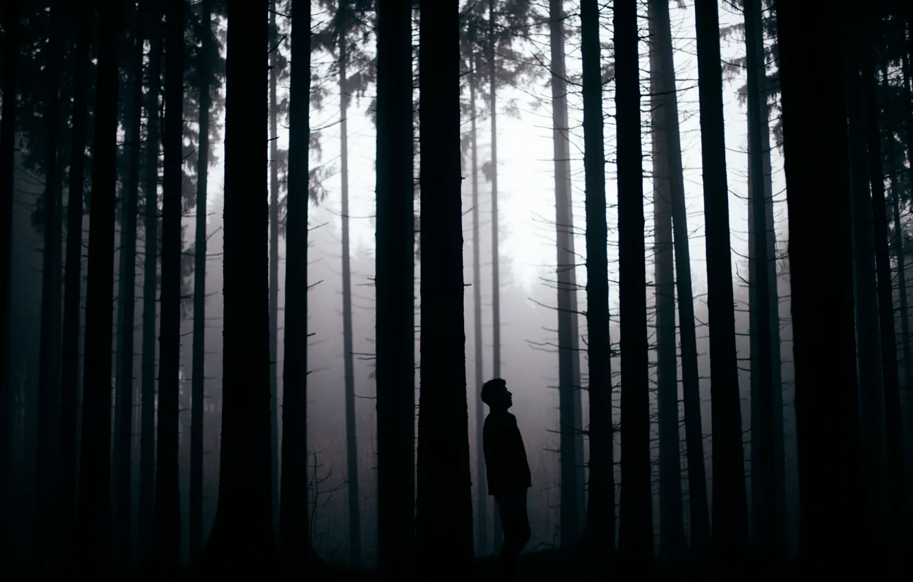 Photo wallpaper forest, trees, silhouette