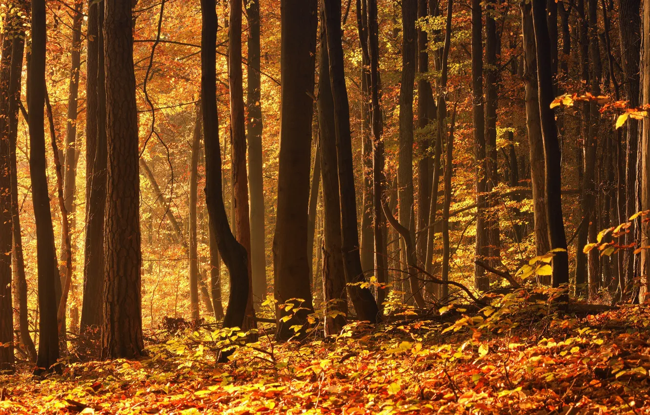 Photo wallpaper autumn, forest, foliage, October
