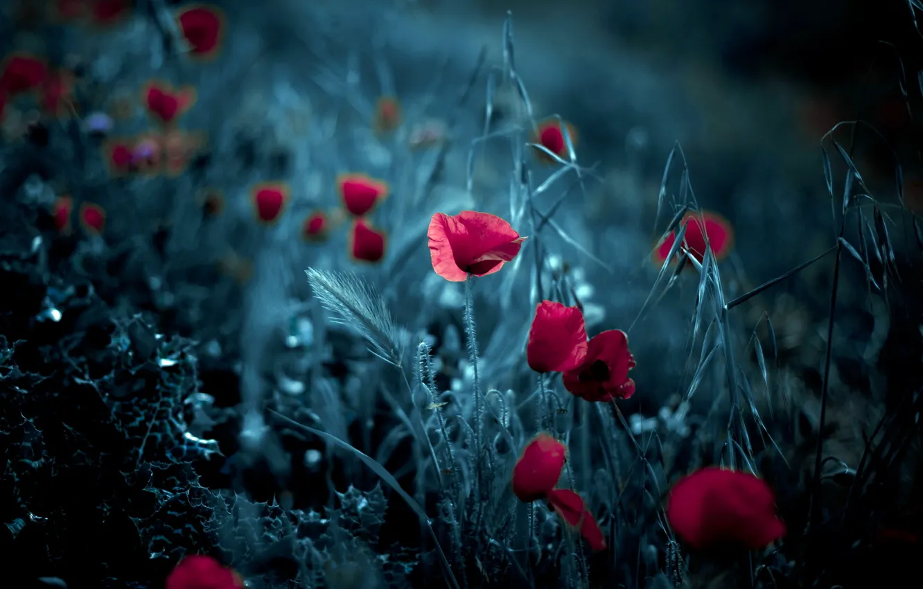 Photo wallpaper flowers, background, Maki