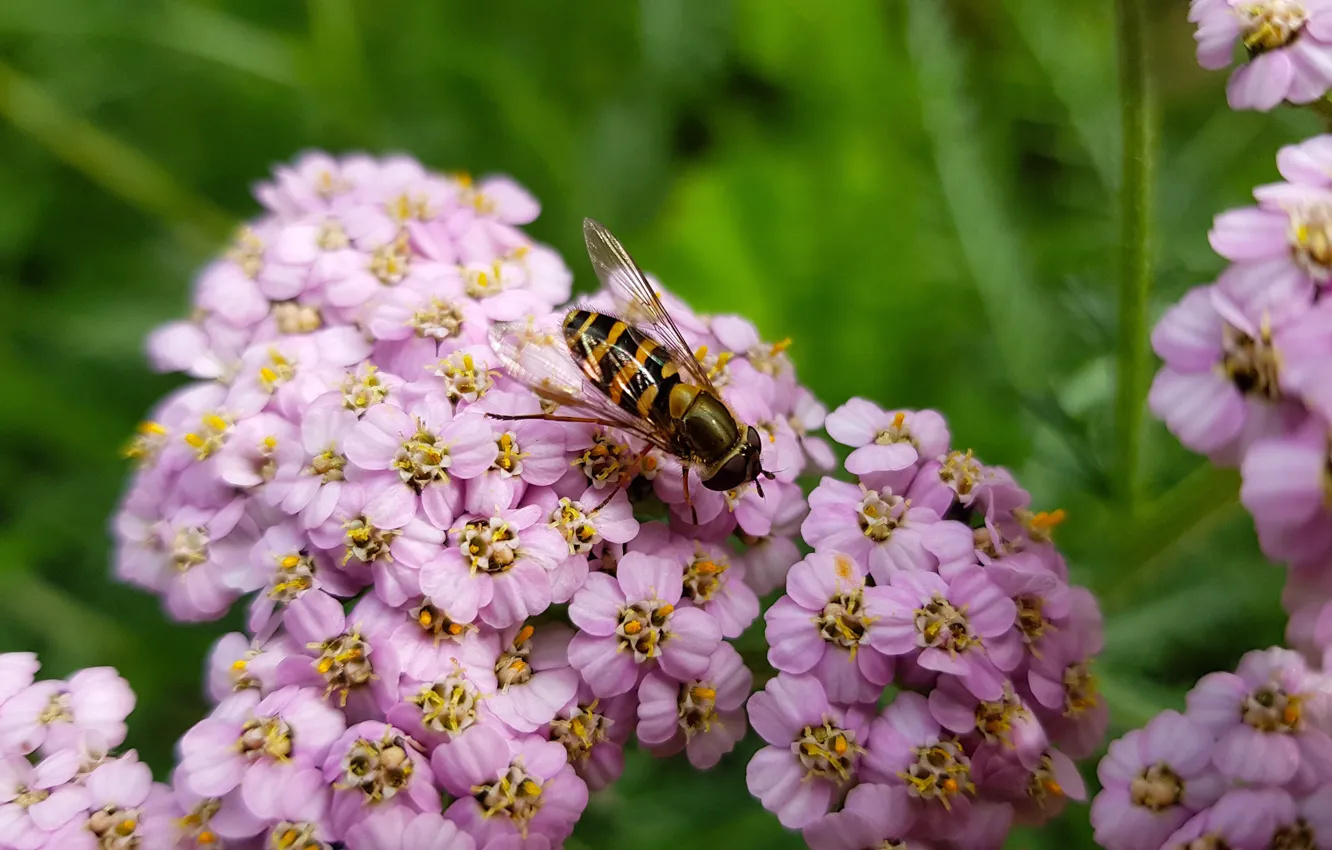 Photo wallpaper macro, fly, insect