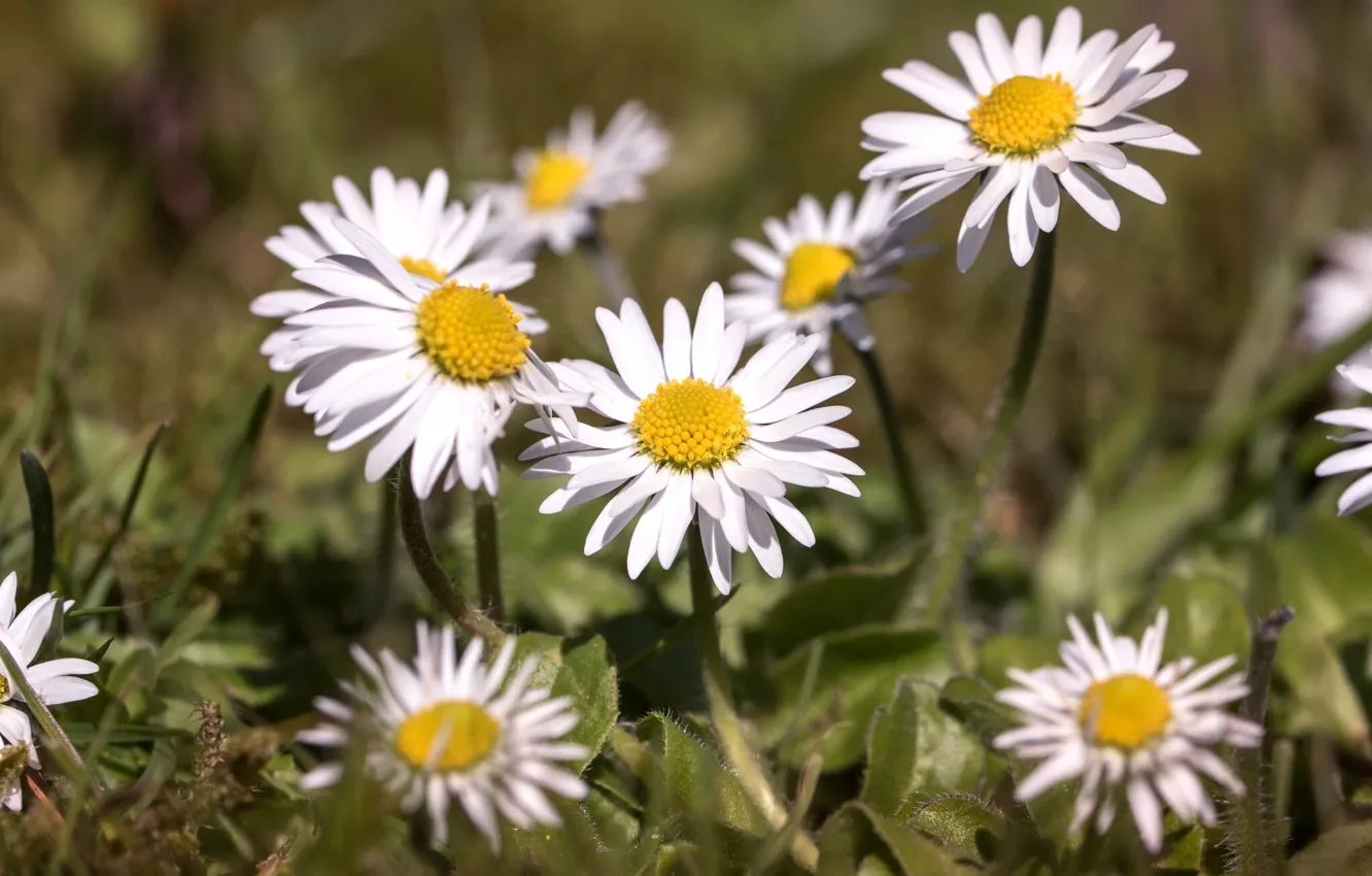 Photo wallpaper macro, nature, Daisy