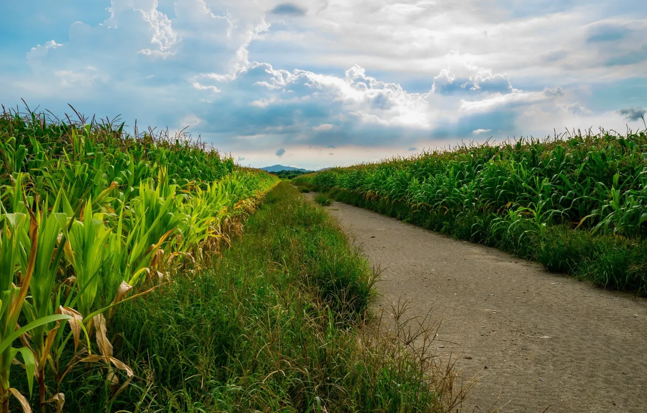 Photo wallpaper road, field, corn