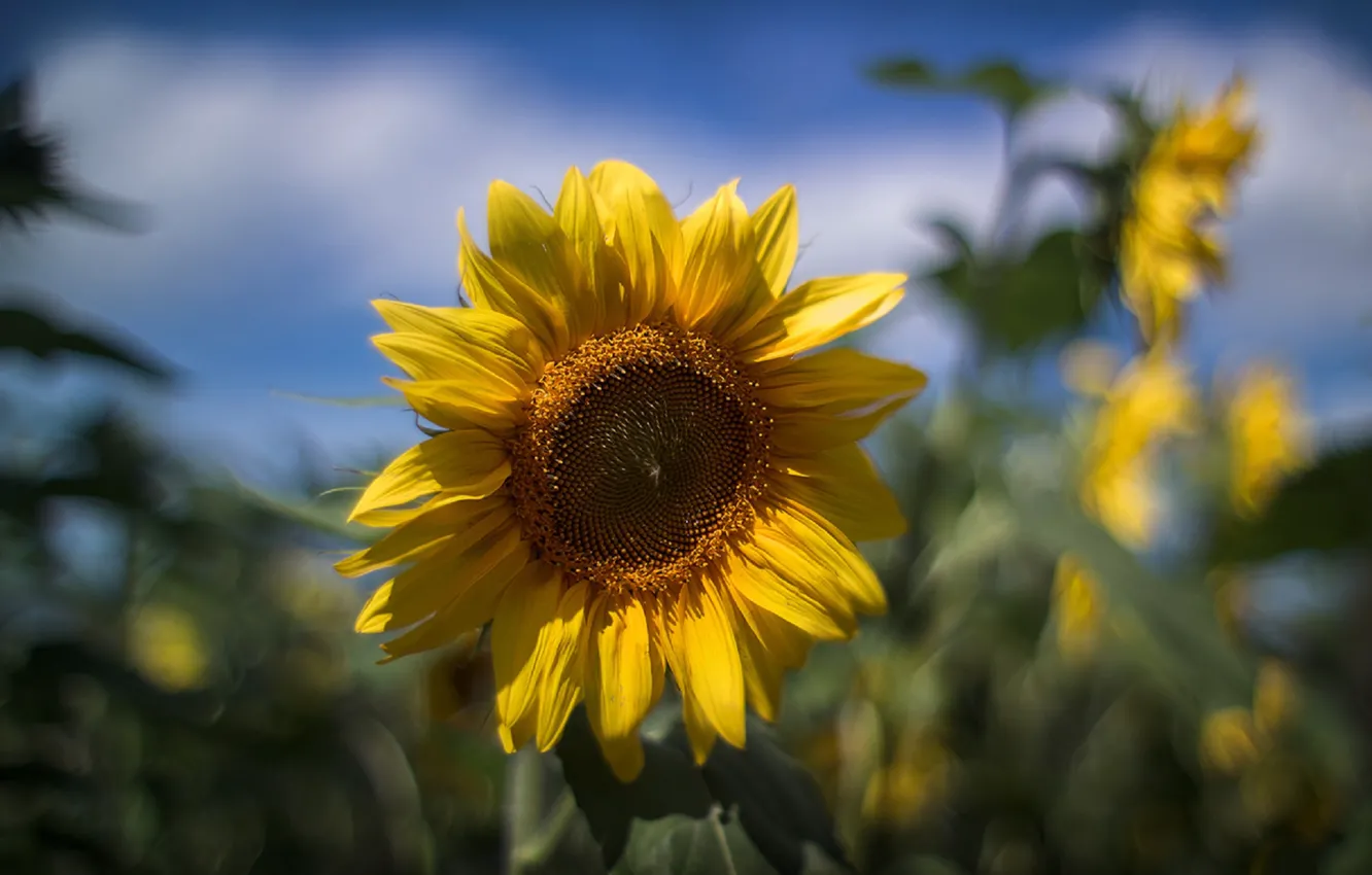 Photo wallpaper sunflower, blurred background, field of sunflowers