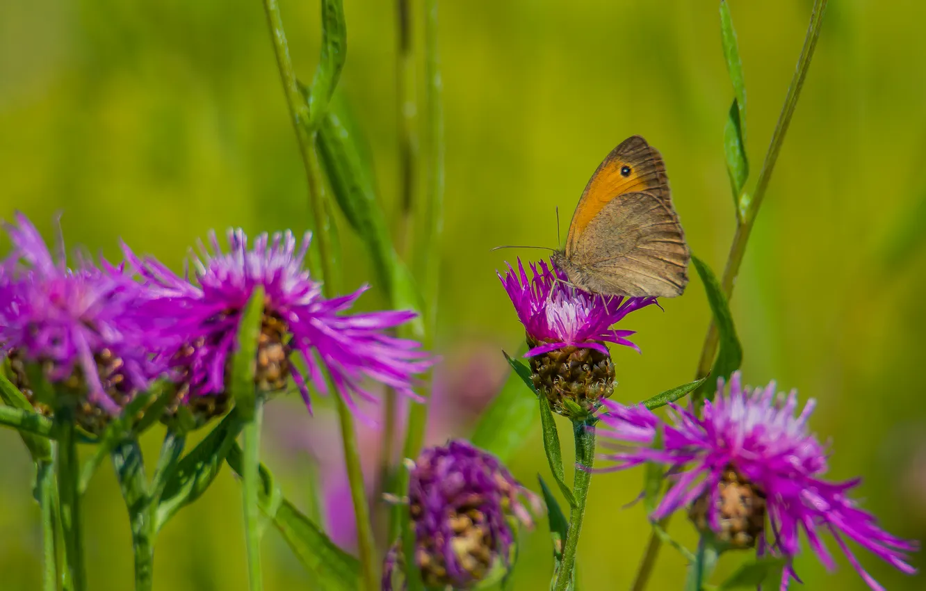 Photo wallpaper summer, macro, flowers, nature, butterfly