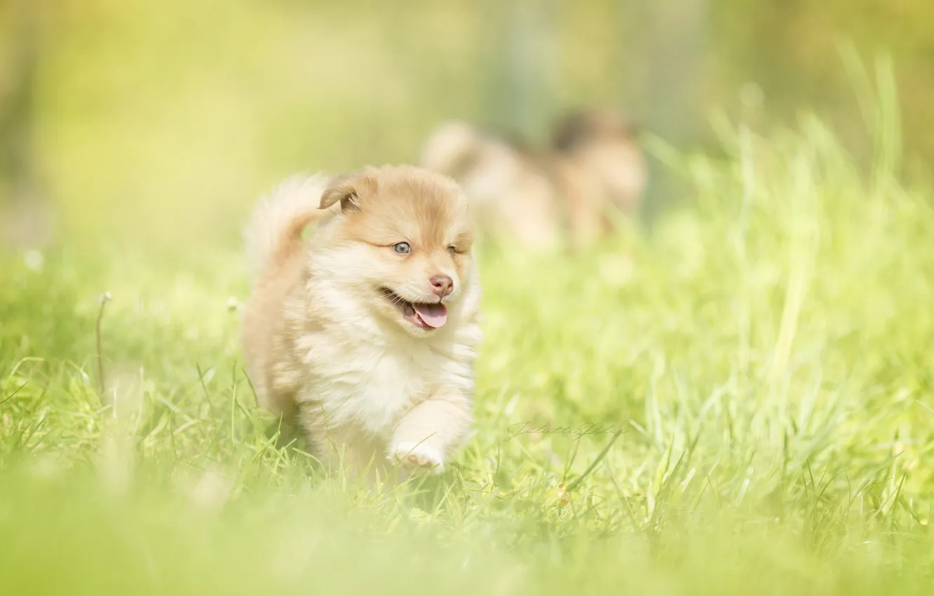 Photo wallpaper grass, baby, puppy, walk, bokeh, doggie