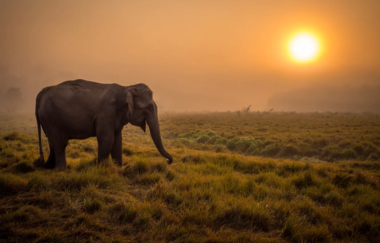 Photo wallpaper fog, sunrise, elephant, Savannah