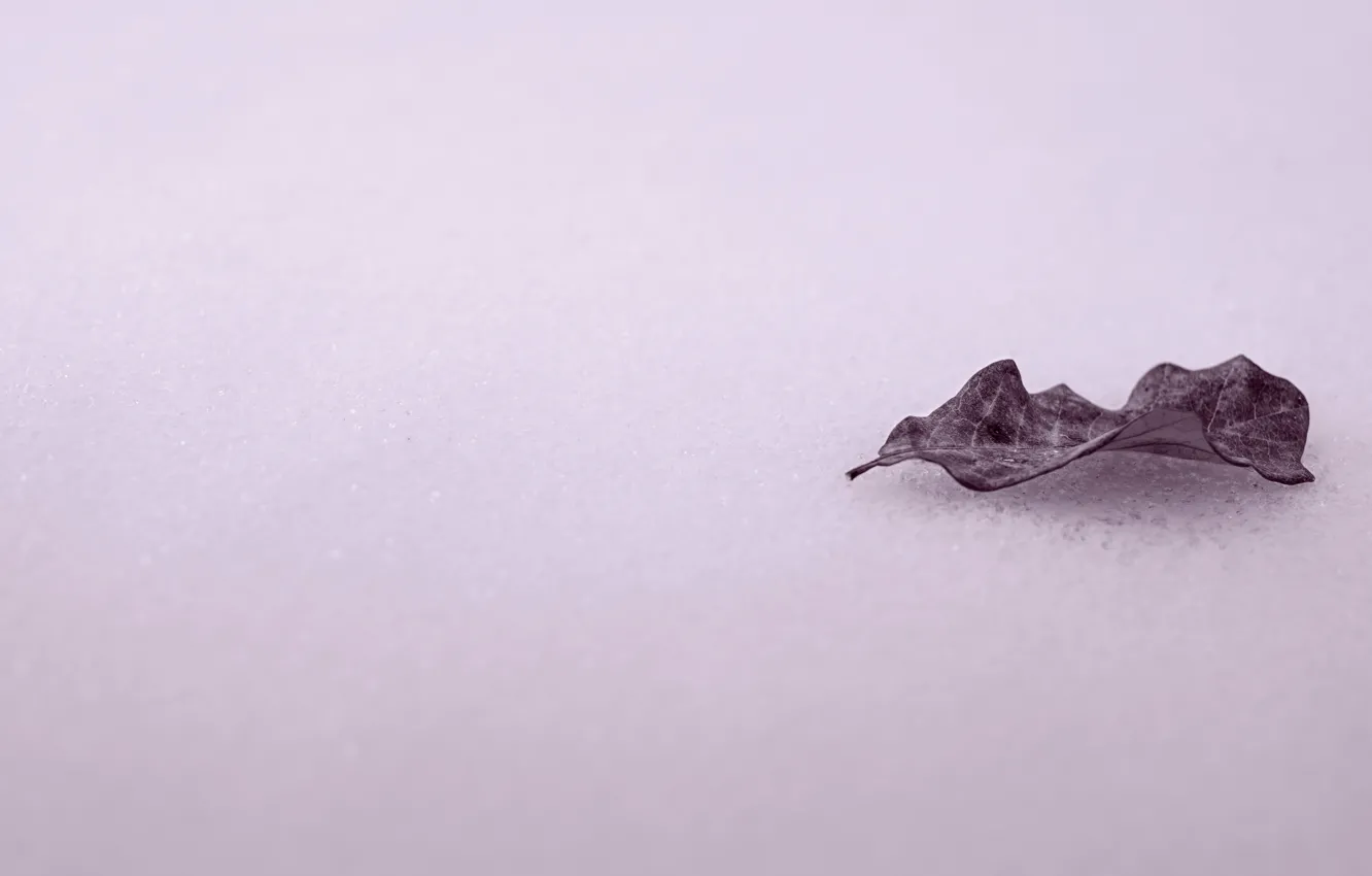 Photo wallpaper winter, leaves, snow