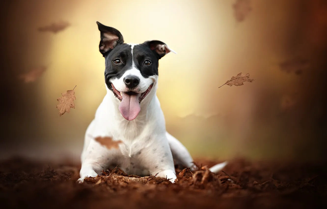 Photo wallpaper autumn, each, dog
