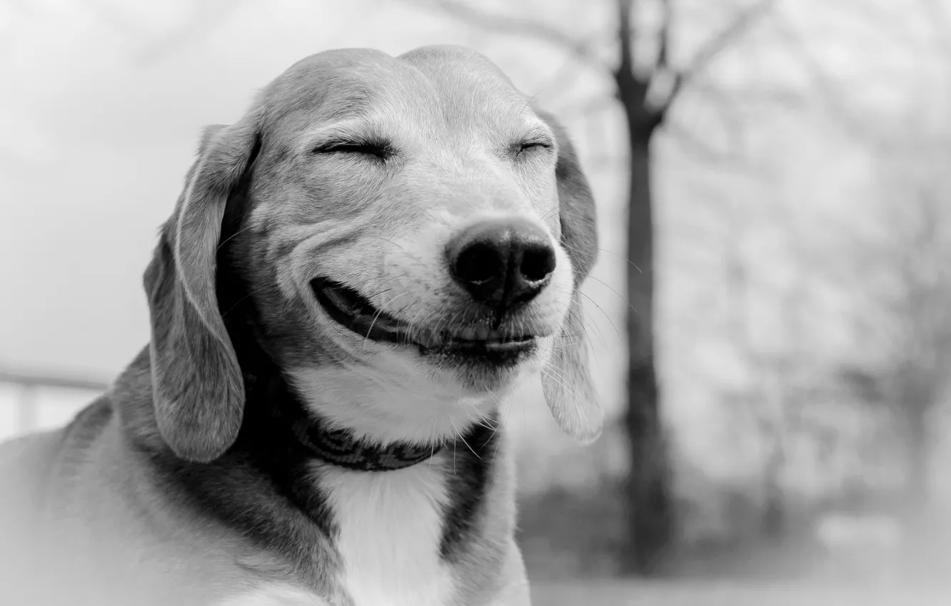 Photo wallpaper smile, each, dog