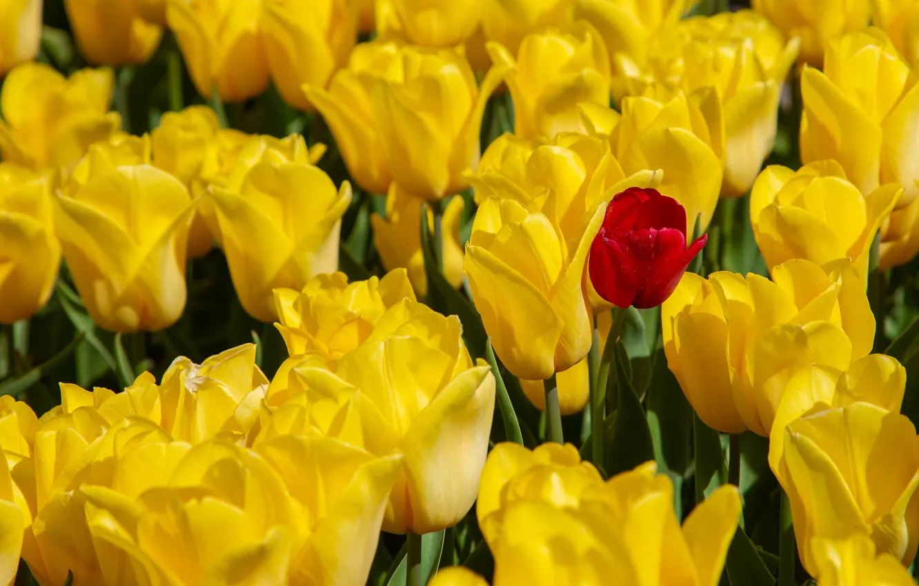 Photo wallpaper red, Tulip, yellow, tulips, a lot