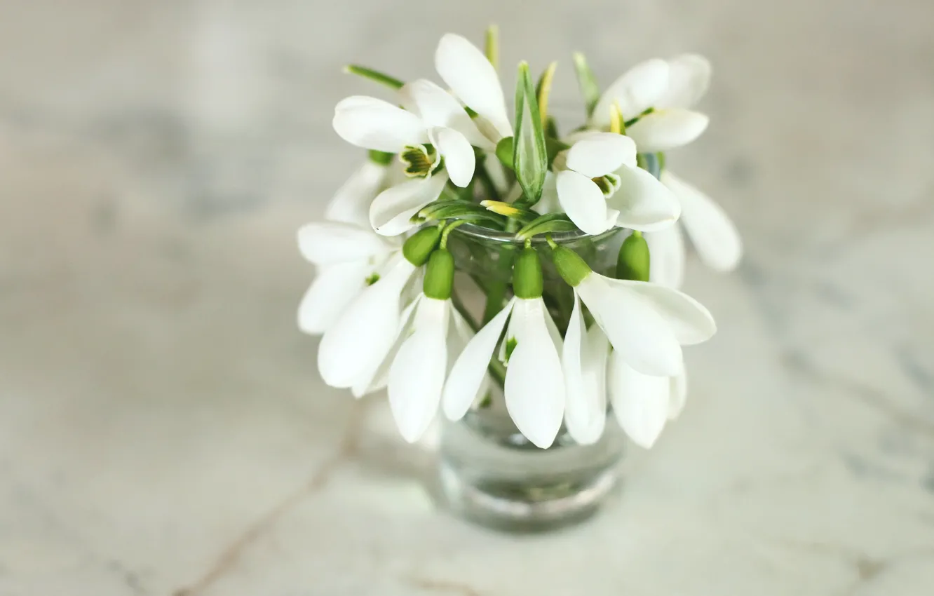 Photo wallpaper flowers, bouquet, Bank, white, light background, podsnezhniki