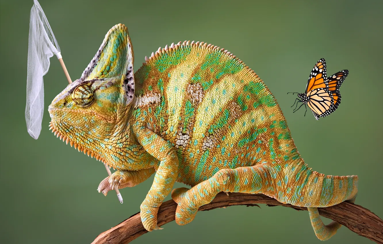 Photo wallpaper chameleon, creative, background, butterfly, photoshop, the situation, humor, branch