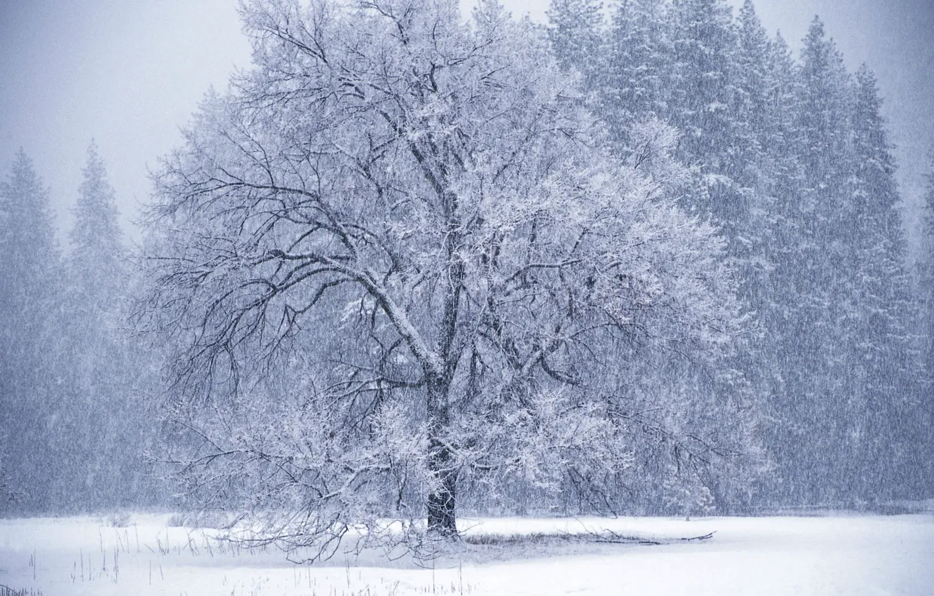 Photo wallpaper winter, tree, Blizzard